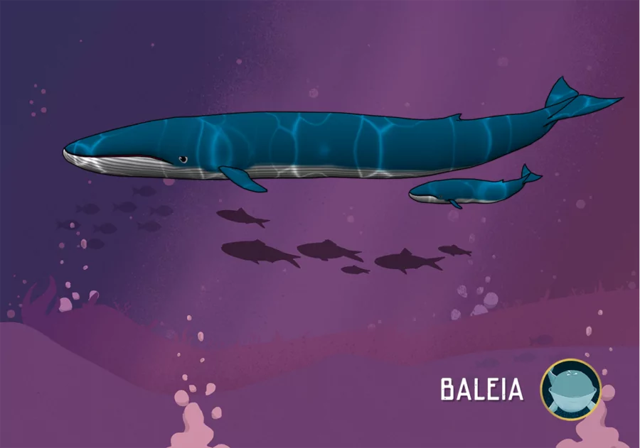 baleia