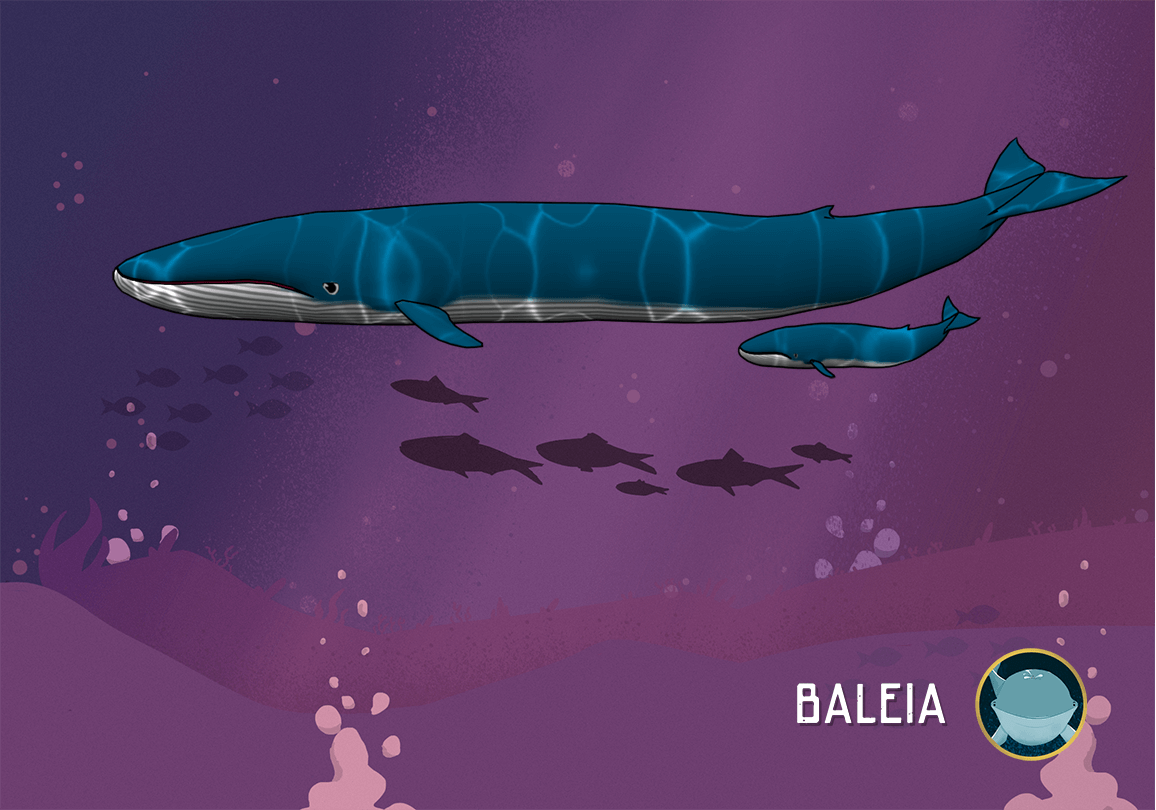 baleia